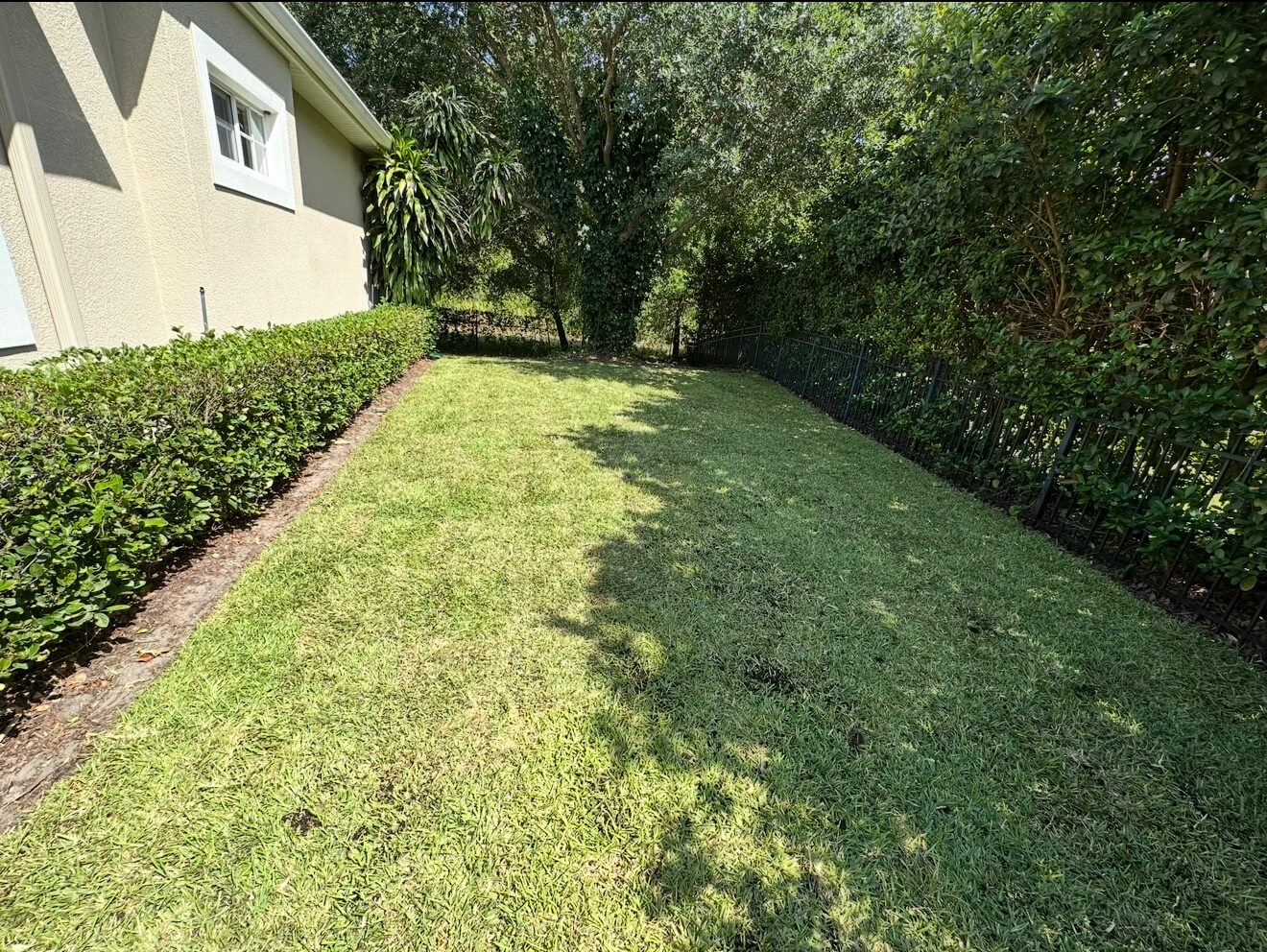 After St Augustine Seville shade grass installation in Winter Park Orlando